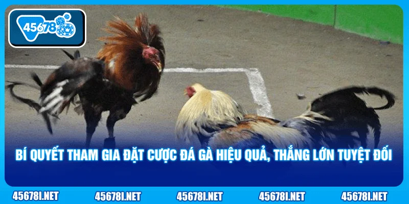 Bí quyết tham gia đặt cược đá gà hiệu quả, thắng lớn tuyệt đối