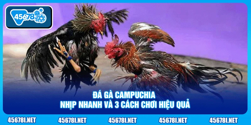 Đá Gà Campuchia - Nhịp Nhanh Và 3 Cách Chơi Hiệu Quả
