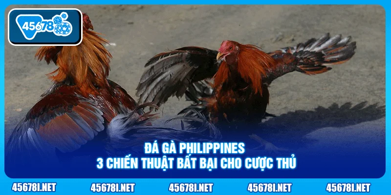 Đá Gà Philippines - 3 Chiến Thuật Bất Bại Cho Cược Thủ