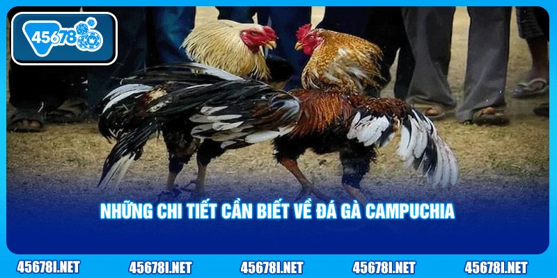 Những chi tiết cần biết về đá gà Campuchia